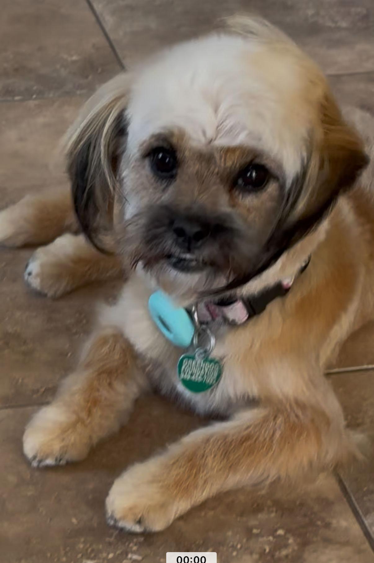 Enlarge Zsa Zsa Gabor, a Adoptable mixed breed in Capistrano Beach, CA image 1/3