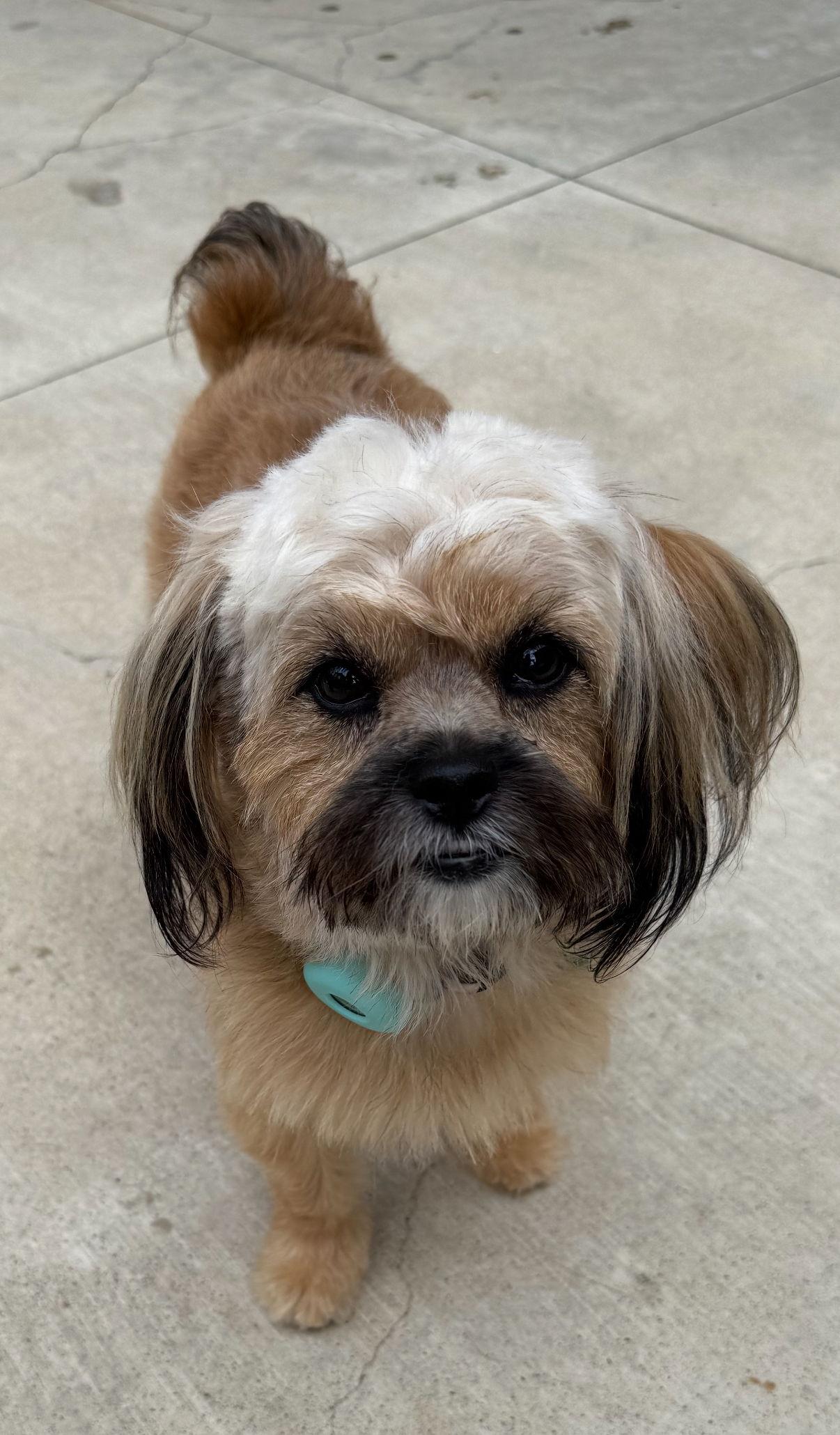 Enlarge Zsa Zsa Gabor, a Adoptable mixed breed in Capistrano Beach, CA image 2/3