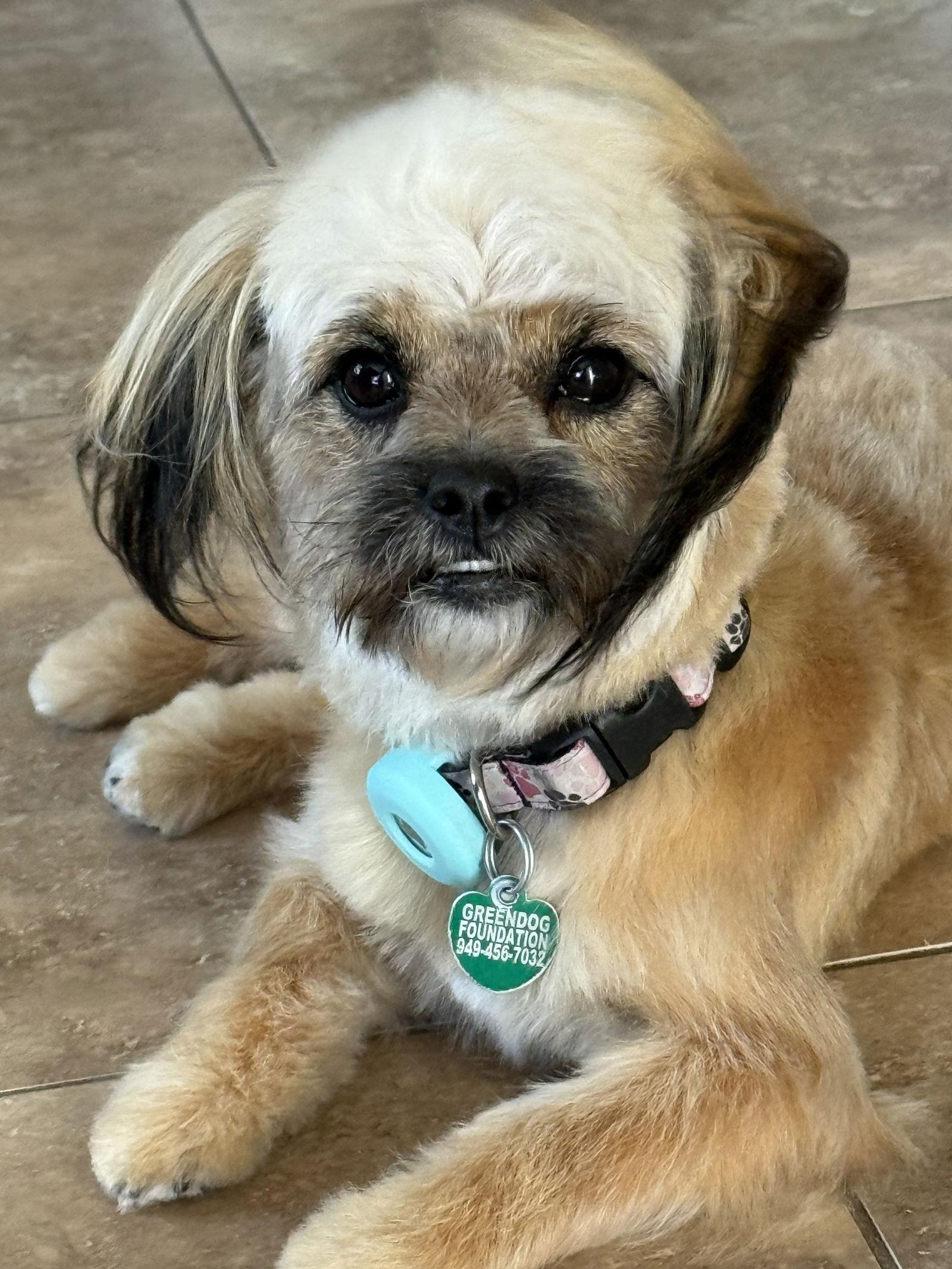 Zsa Zsa Gabor, Adoptable, Young Female Yorkshire Terrier & Maltese.