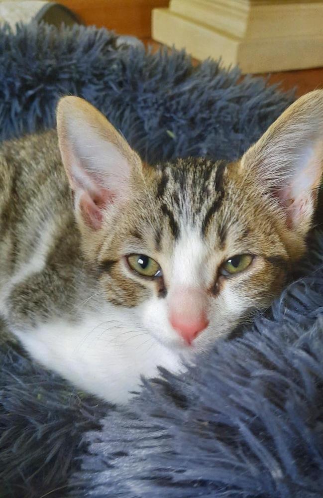 Nash, Adoptable, Kitten Male Domestic Short Hair.