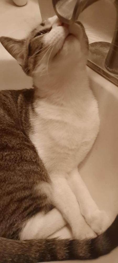 Nash — thumbnail 2