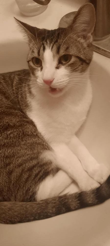 Enlarge Nash, a Adoptable Domestic Short Hair in Albany, WI image 3/4