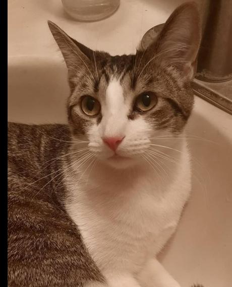 Enlarge Nash, a Adoptable Domestic Short Hair in Albany, WI image 4/4