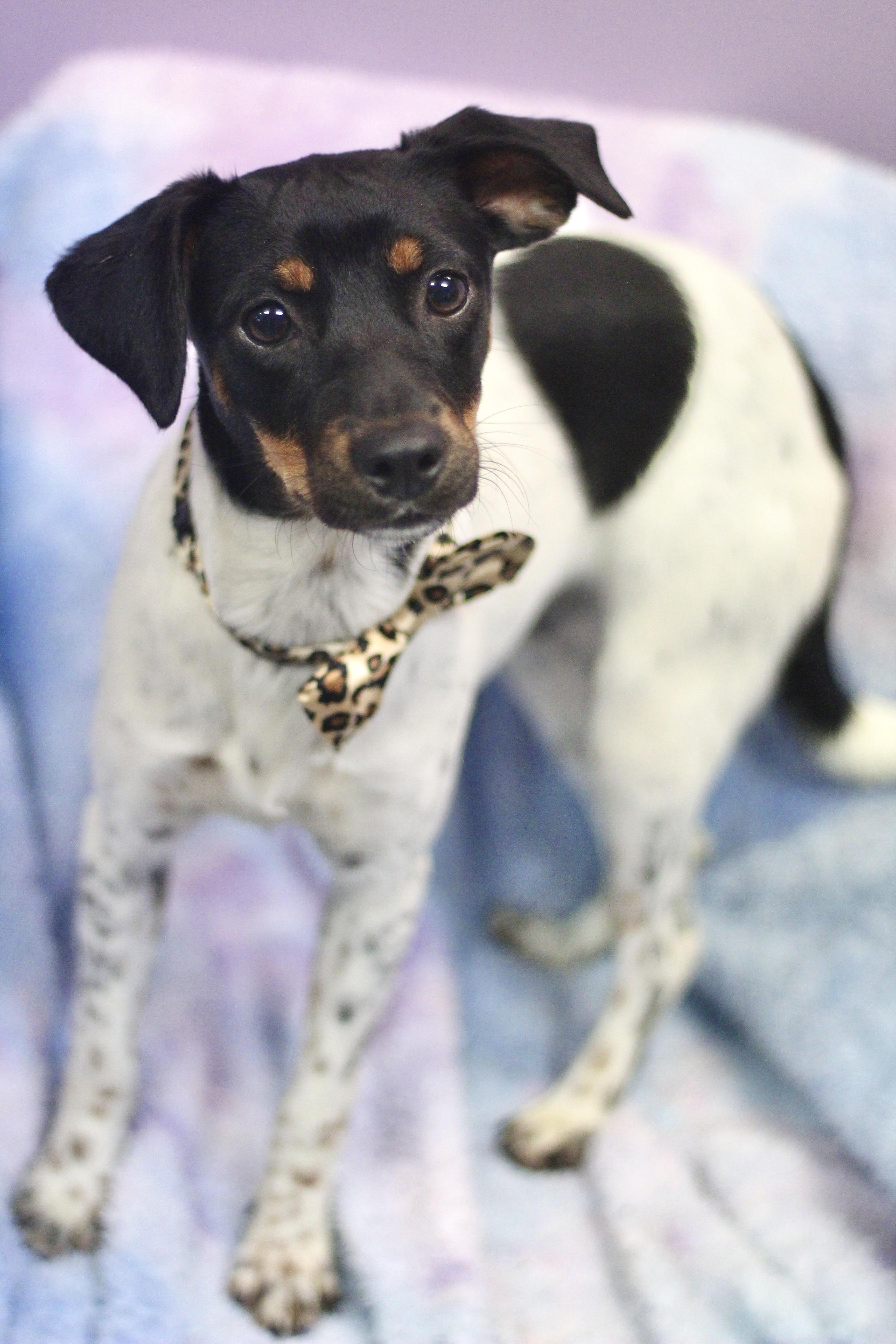 Okra in NH. Come Meet our Adoptable Dogs Wednesday-Saturday. More info in Bio, ADOPTABLE, Puppy Female Cattle Dog.