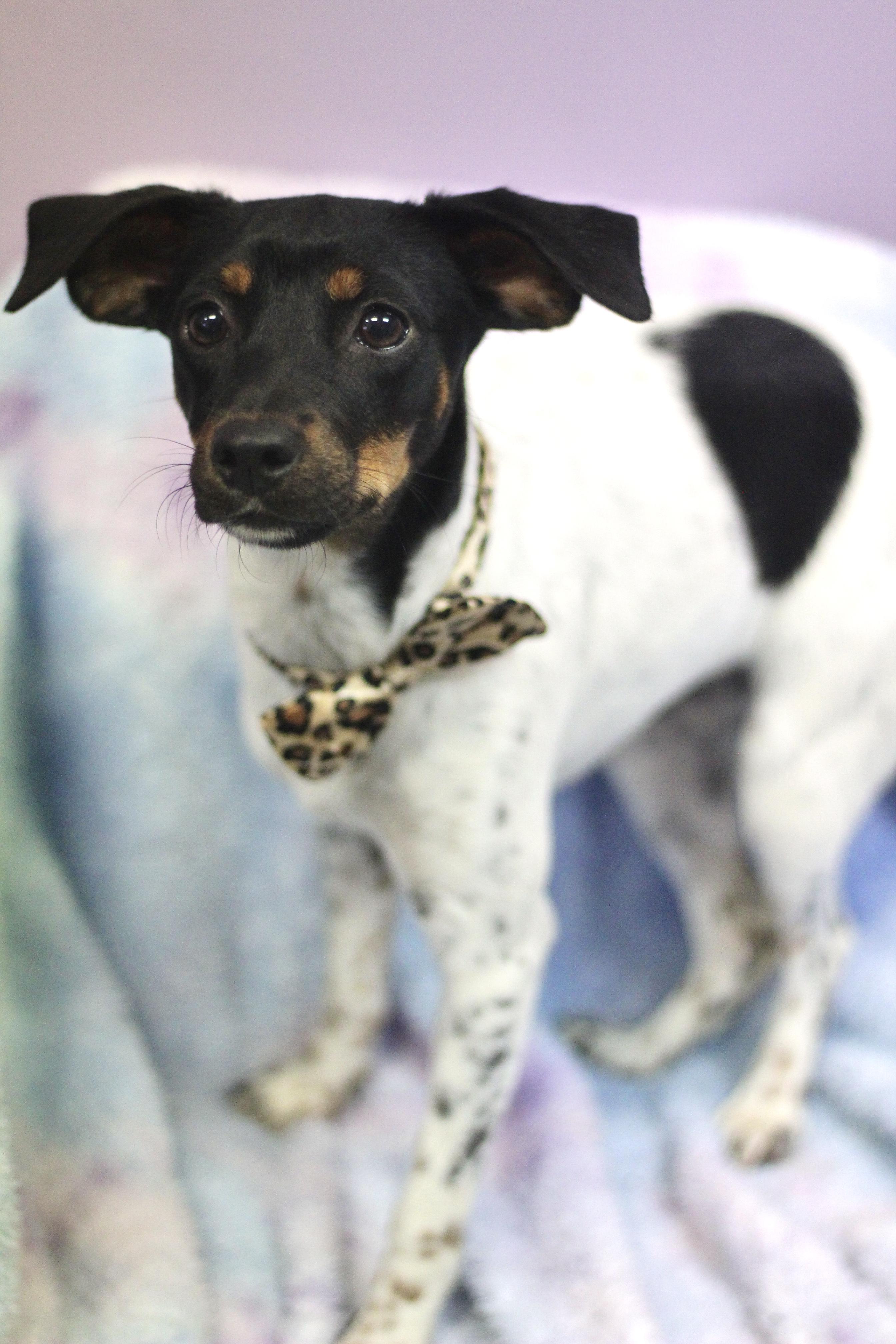 Enlarge Okra in NH. Come Meet our Adoptable Dogs Wednesday-Saturday. More info in Bio, a ADOPTABLE mixed breed in Manchester, NH image 2/2
