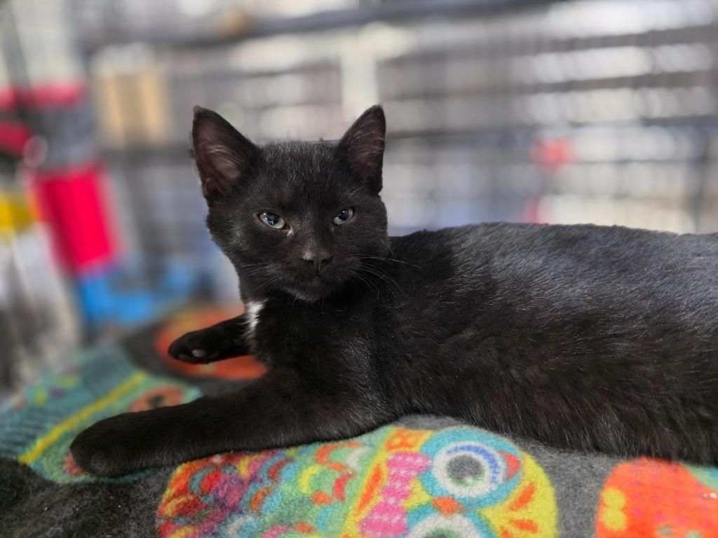 Chai, Adoptable, Kitten Male Domestic Short Hair.