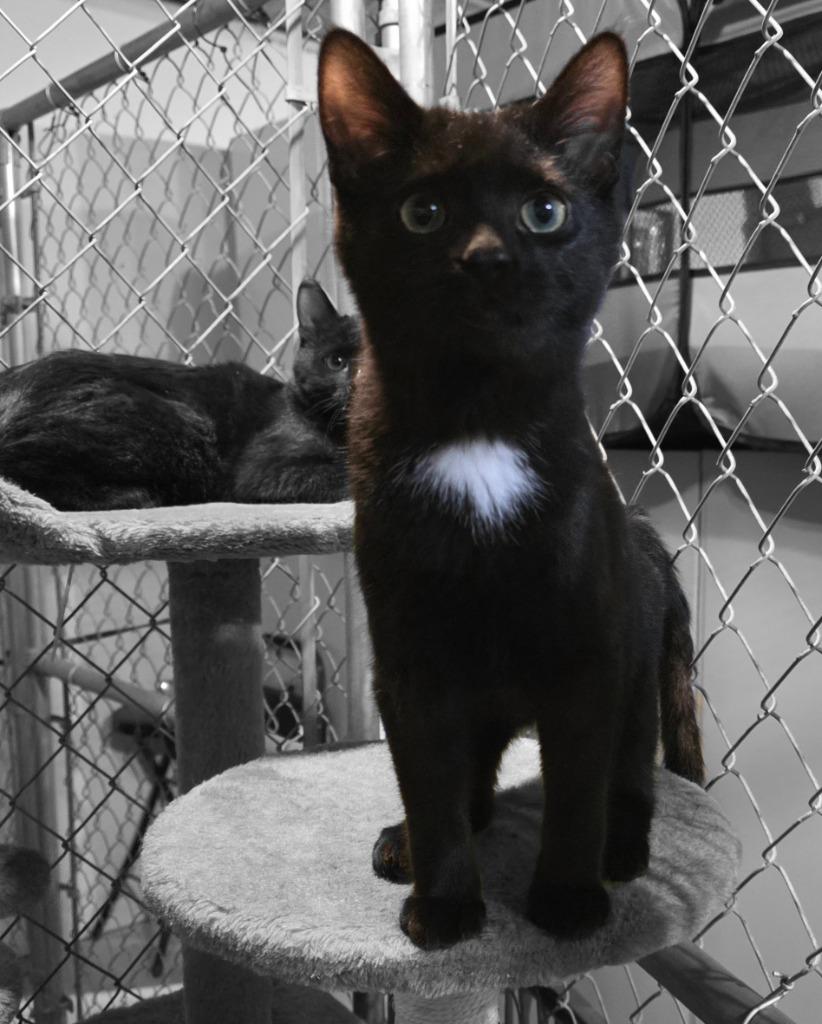 Enlarge Chai, a Adopted mixed breed in Minot, ND image 1/5