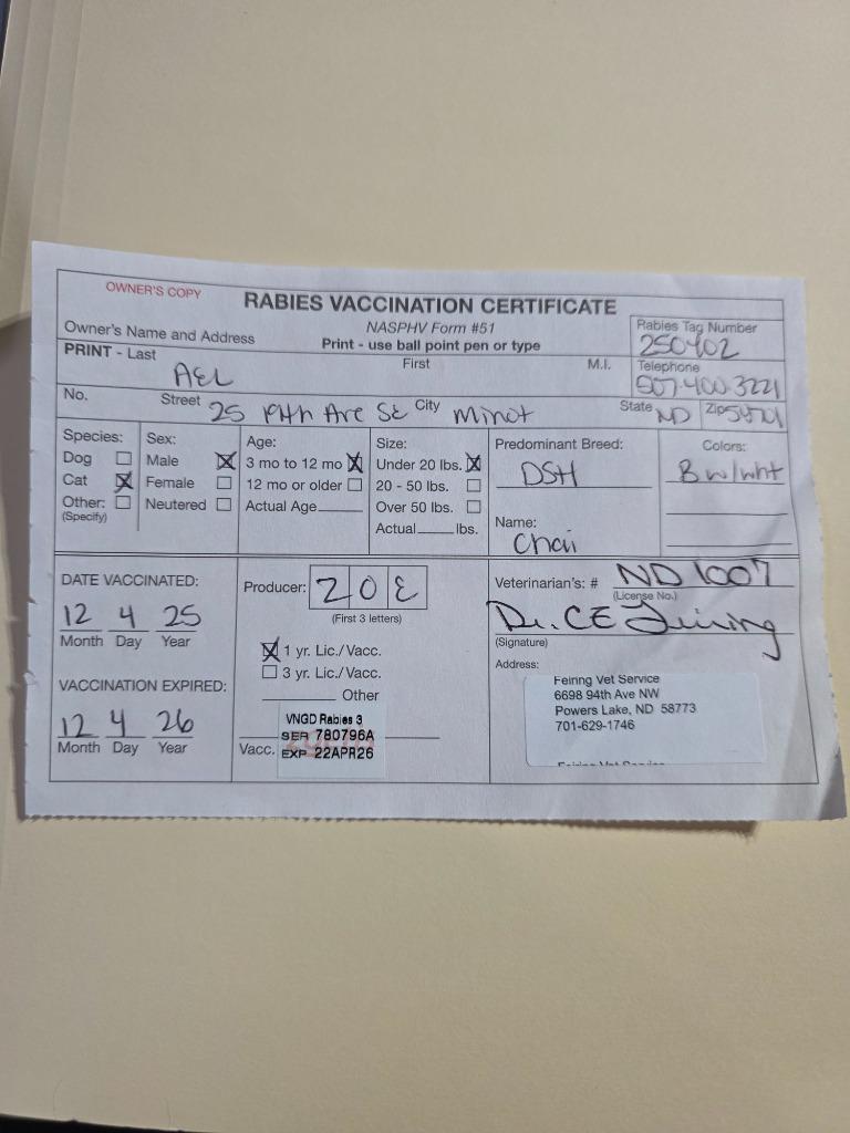 Enlarge Chai, a Adopted mixed breed in Minot, ND image 4/5