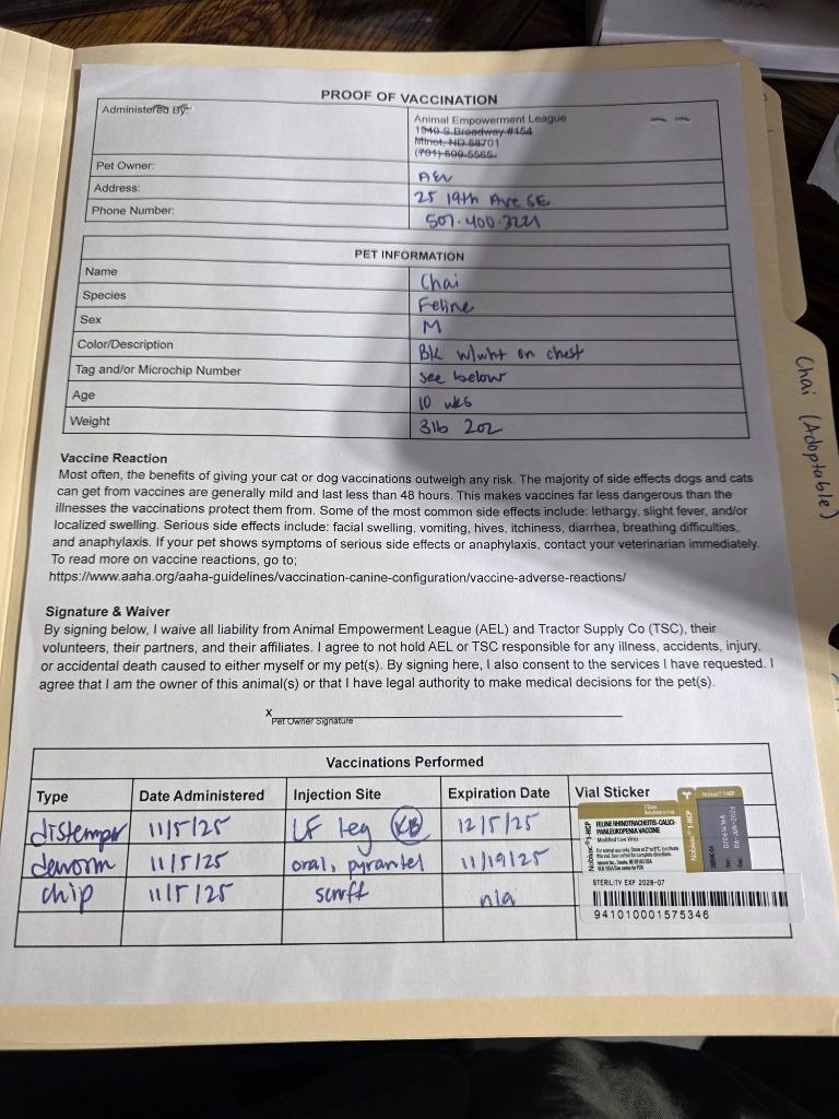 Chai, a Adoptable mixed breed in Minot, ND image 2/2