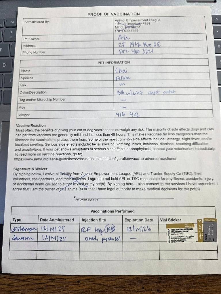 Enlarge Chai, a Adopted mixed breed in Minot, ND image 5/5