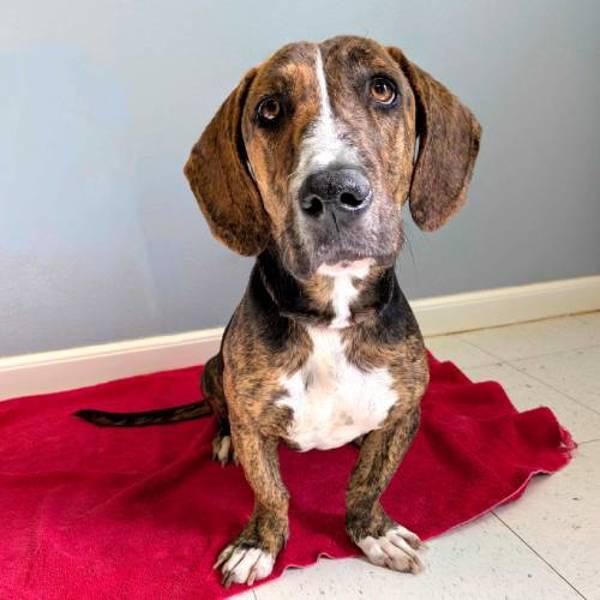 Clara, Adoptable, Young Female Basset Hound.