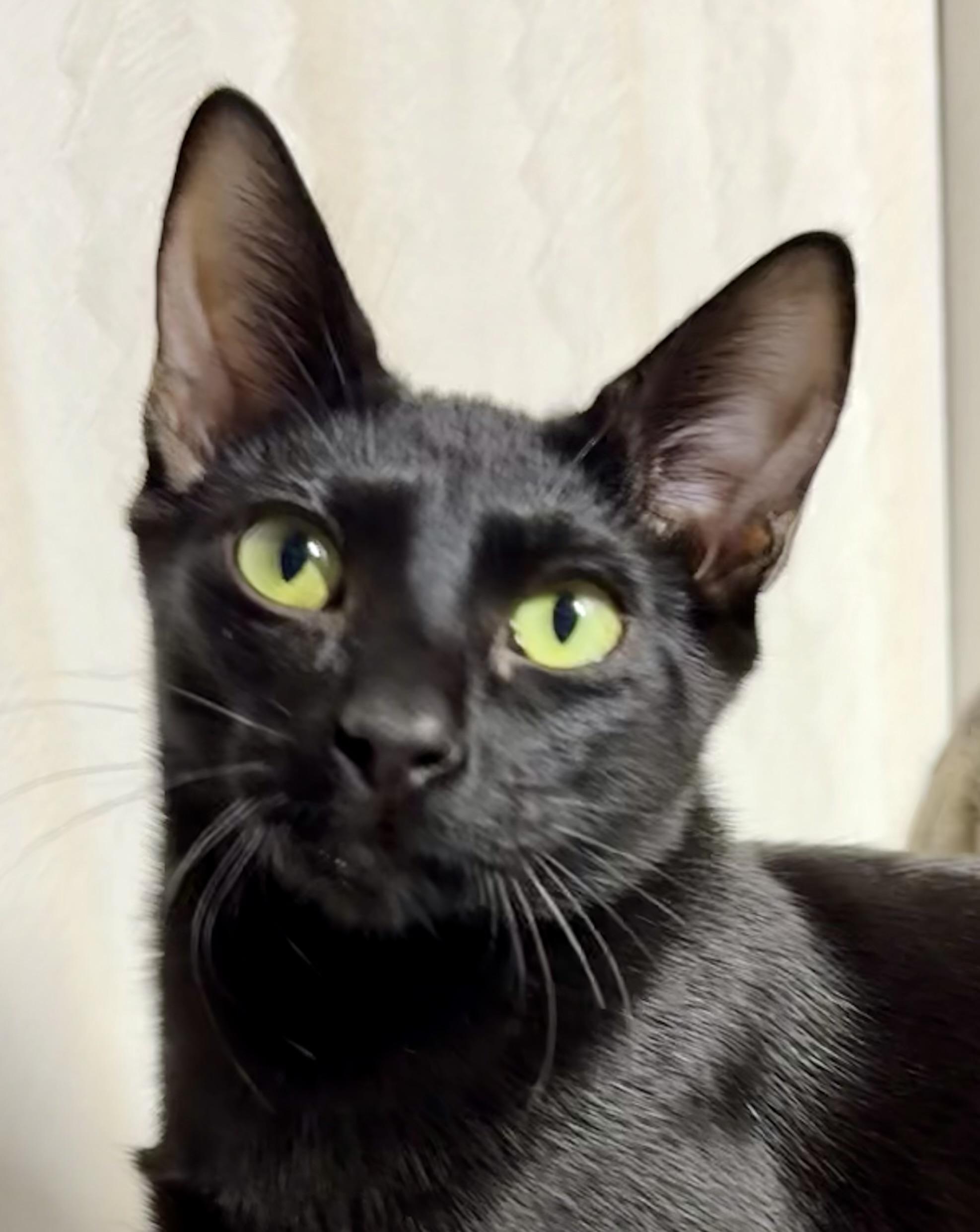 Larry -affectionate and sweet, a Adoptable mixed breed in Muskego, WI image 5/5