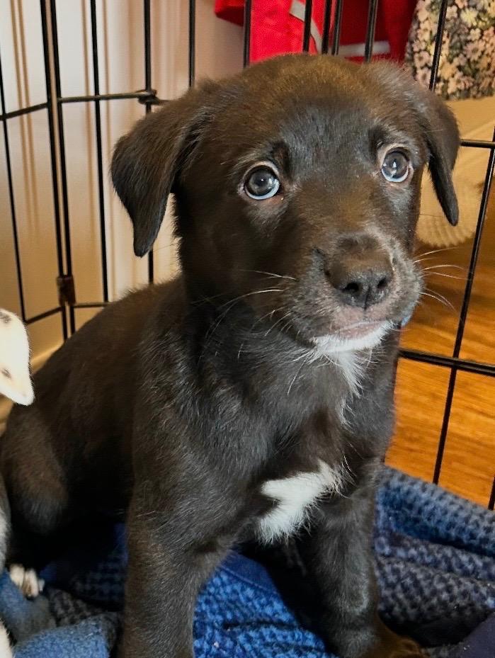 Yahoo, Adoptable, Puppy Male Pit Bull Terrier & Husky.