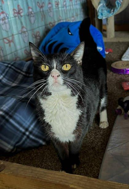 Sharkie, Adoptable, Adult Female Domestic Short Hair & Domestic Short Hair.