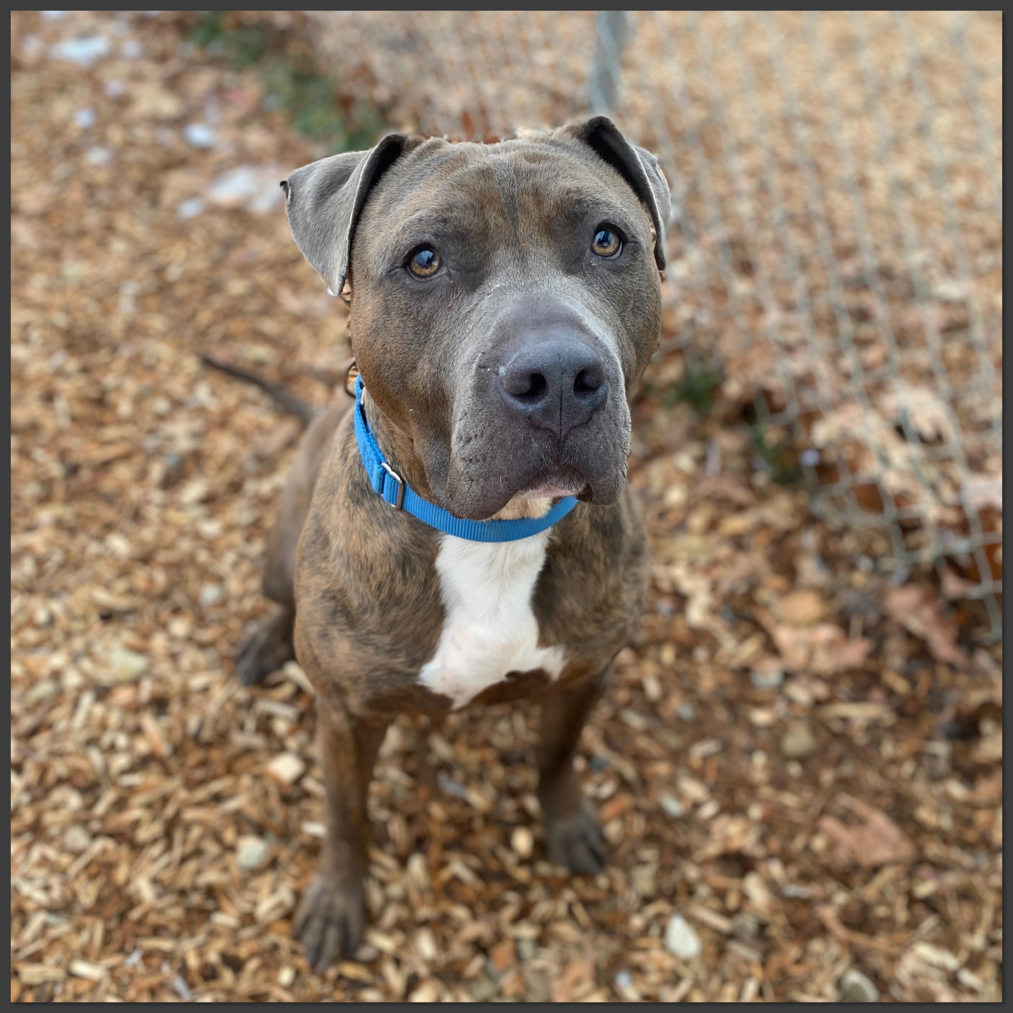 Alfie GCI Trained Graduate!!, an adopted Mixed Breed in Elyria, OH image 3/5