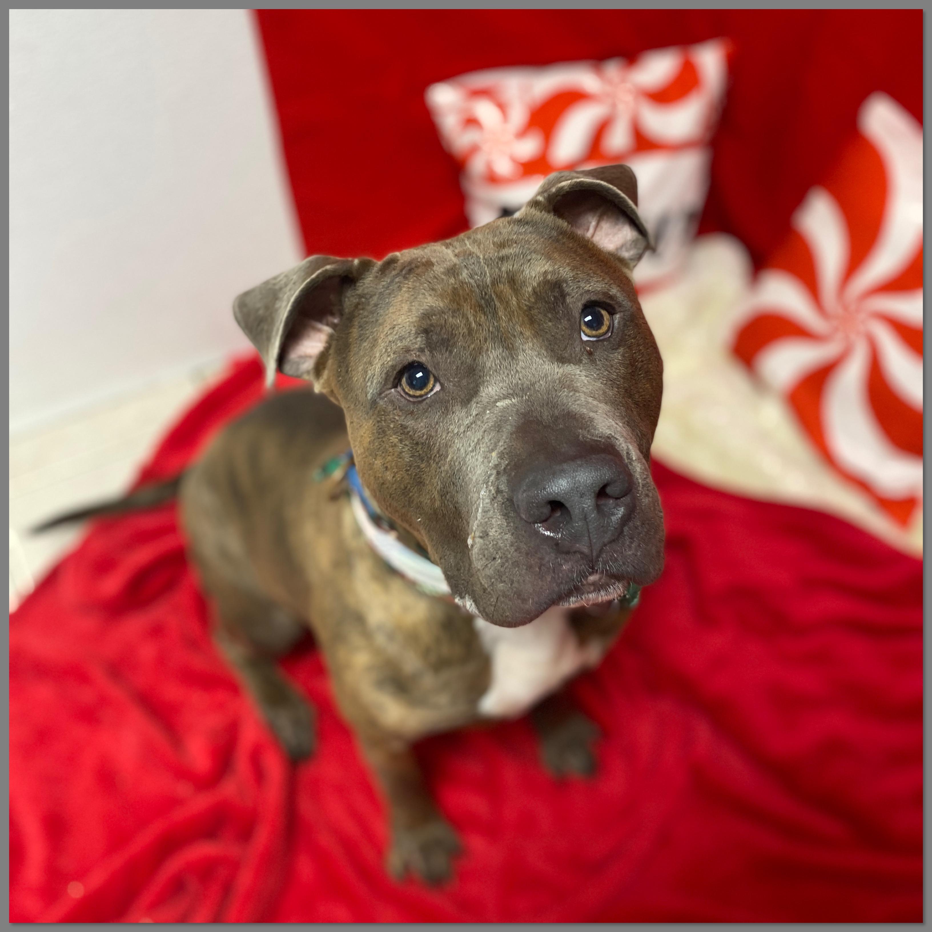 Alfie GCI Trained Graduate!!, adoptable, Adult Male Mixed Breed.