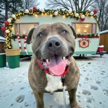 Alfie GCI Trained Graduate!!, an adoptable Mixed Breed in Elyria, OH image 2/2