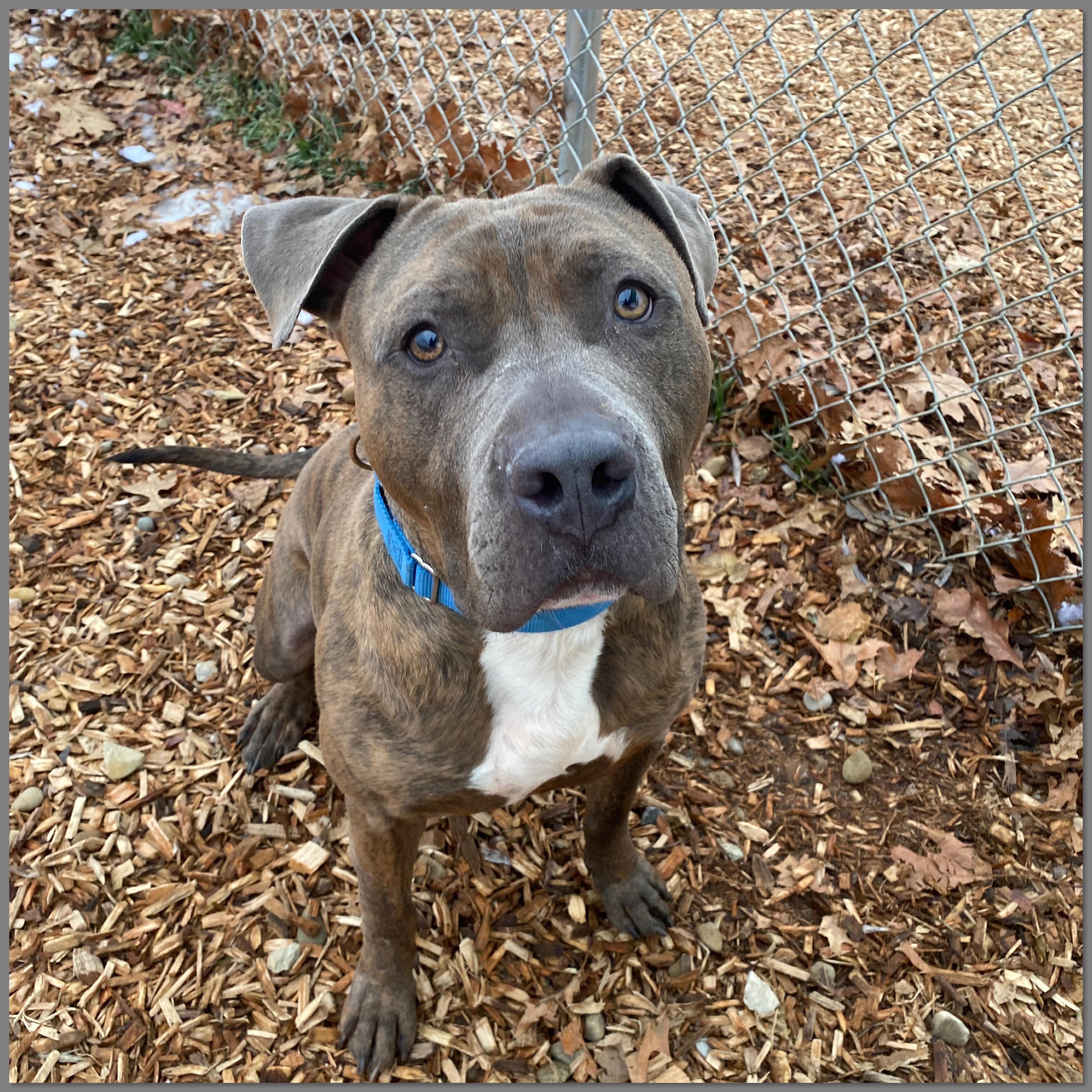 Alfie GCI Trained Graduate!!, an adopted Mixed Breed in Elyria, OH image 4/5