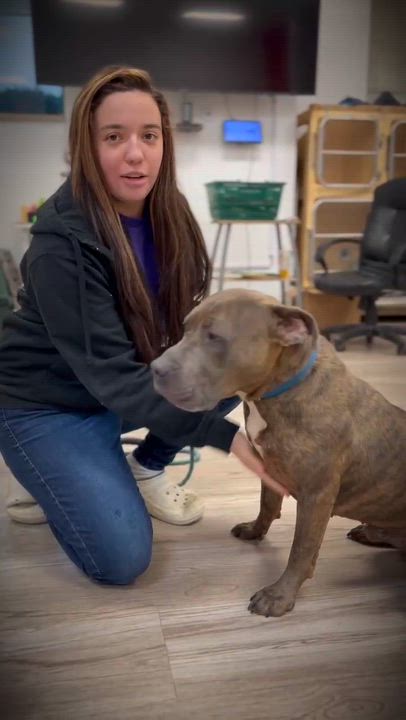 Enlarge Alfie GCI Trained Graduate!!, an adopted Mixed Breed in Elyria, OH video 5/5