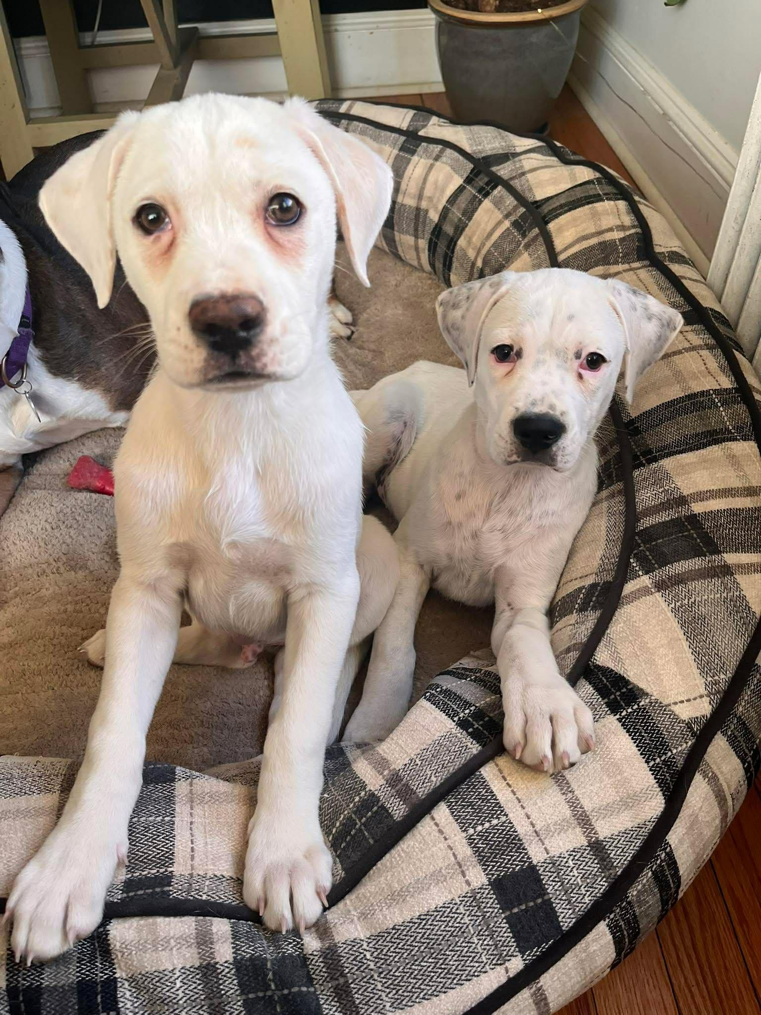 Enlarge Sullivan*, a Adoptable mixed breed in West Warwick, RI image 4/6