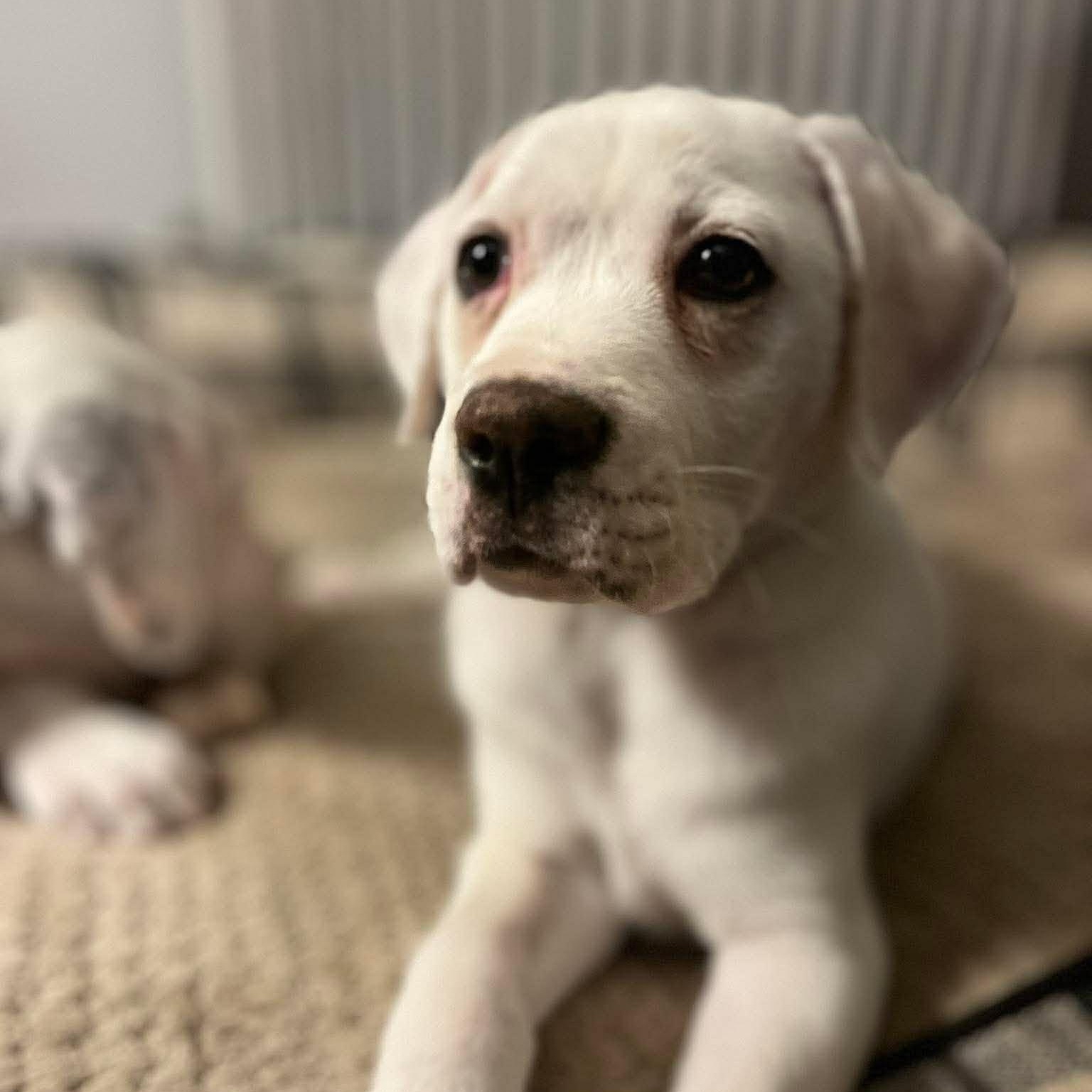 Sullivan*, Adoptable, Puppy Male Labrador Retriever & Boxer.