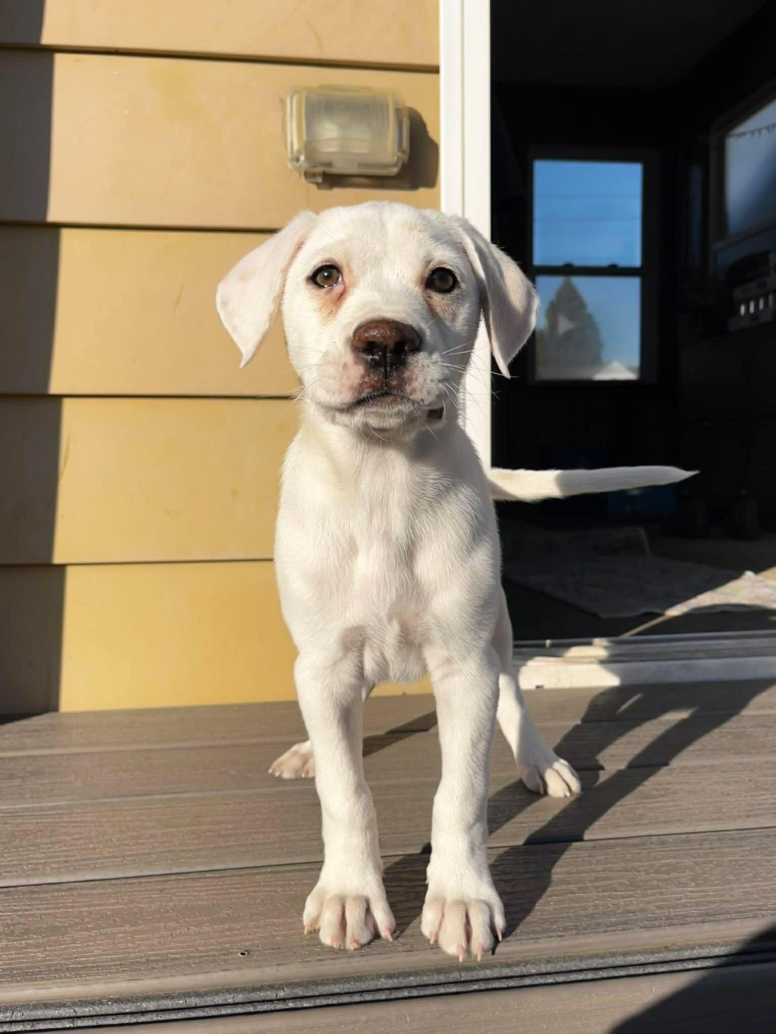 Enlarge Sullivan*, a Adoptable mixed breed in West Warwick, RI image 2/6