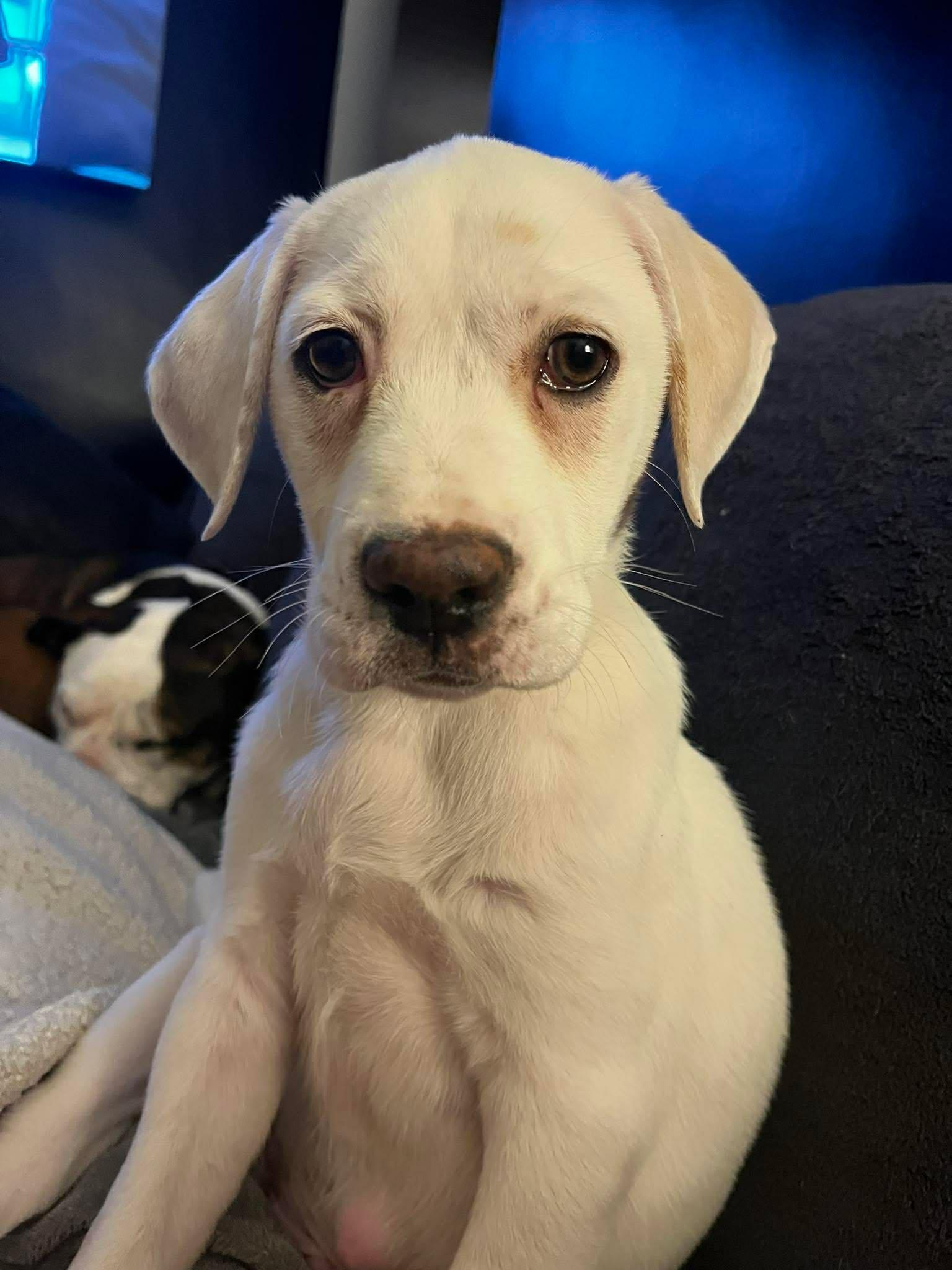 Enlarge Sullivan*, a Adoptable mixed breed in West Warwick, RI image 6/6