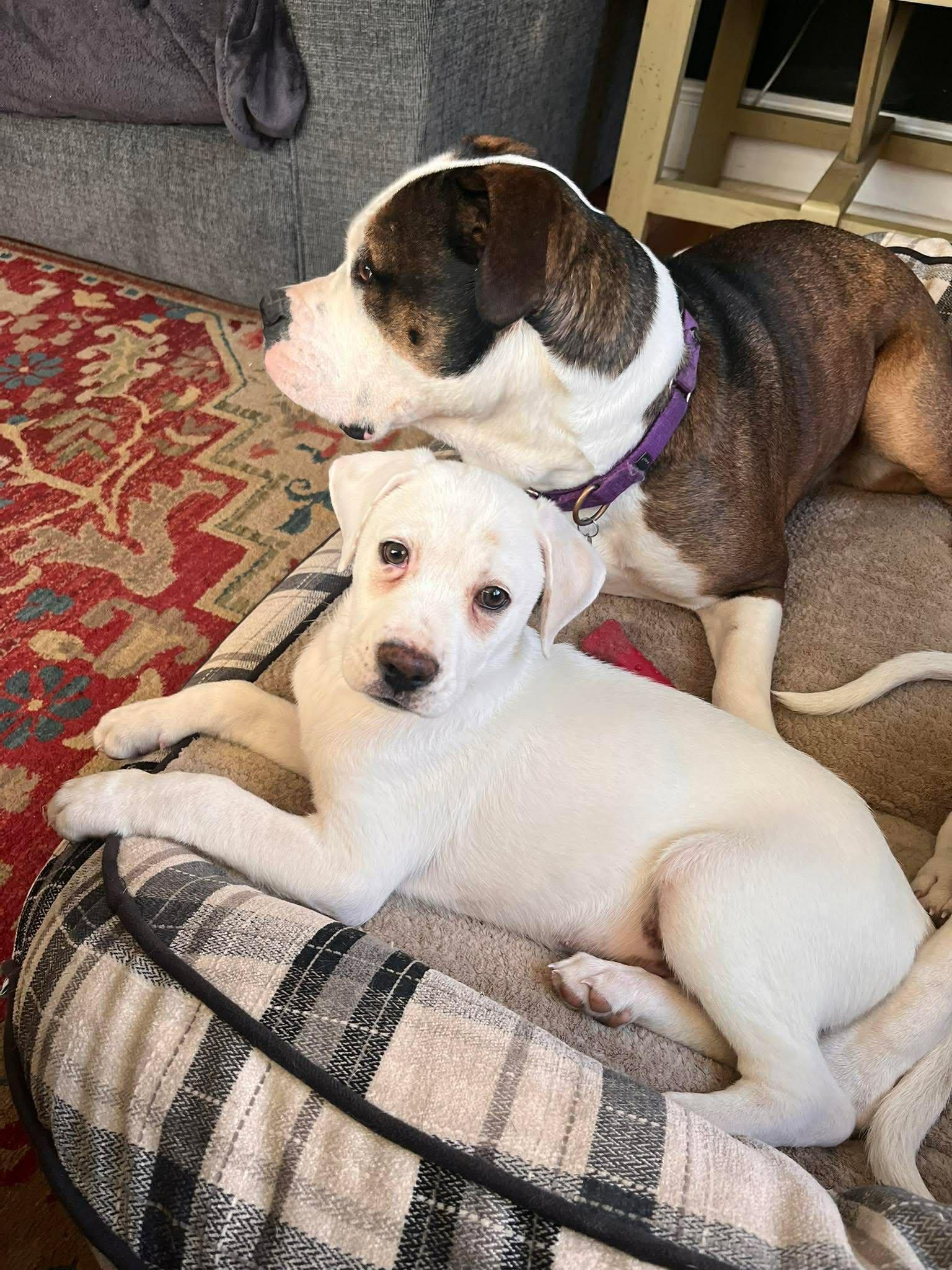 Enlarge Sullivan*, a Adoptable mixed breed in West Warwick, RI image 5/6