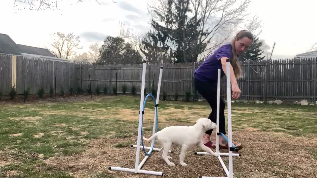 Enlarge Sullivan*, a Adoptable mixed breed in West Warwick, RI video 3/6