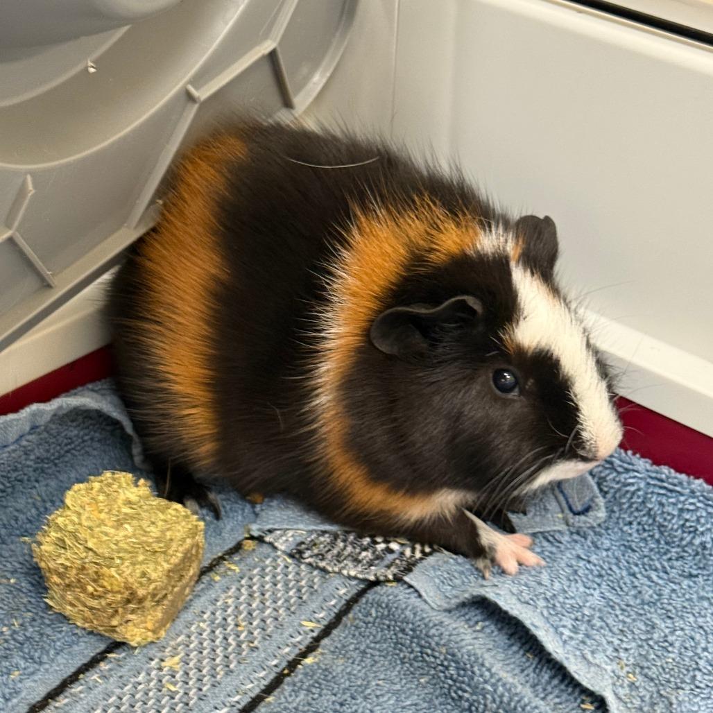 Enlarge Bear, a Adoptable Guinea Pig in Bedford, NH image 1/1