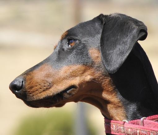 Enlarge Noori, a ADOPTABLE Doberman Pinscher in Tehachapi, CA image 1/4