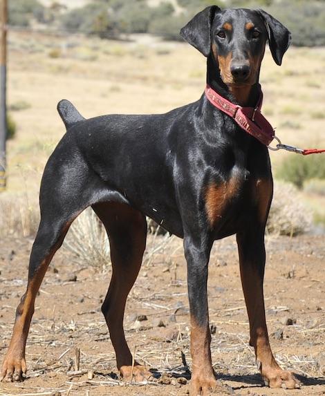 Enlarge Noori, a ADOPTABLE Doberman Pinscher in Tehachapi, CA image 2/4
