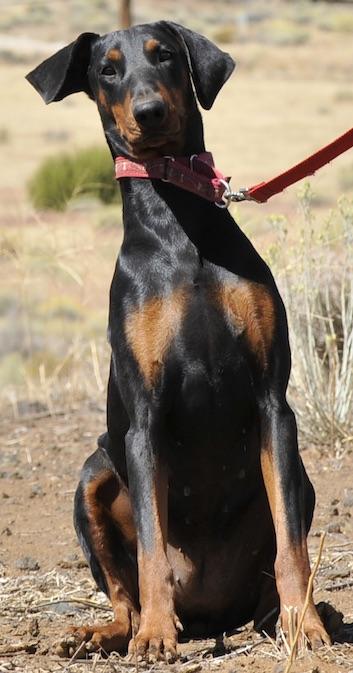 Enlarge Noori, a ADOPTABLE Doberman Pinscher in Tehachapi, CA image 3/4