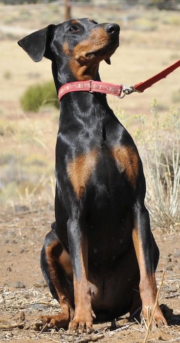 Enlarge Noori, a ADOPTABLE Doberman Pinscher in Tehachapi, CA image 4/4