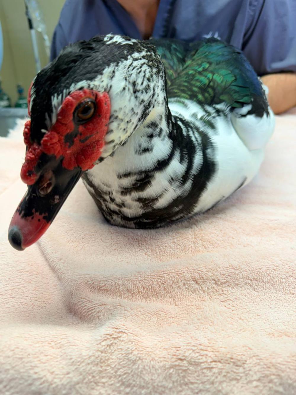 Leo, ADOPTABLE, Adult Male Duck.