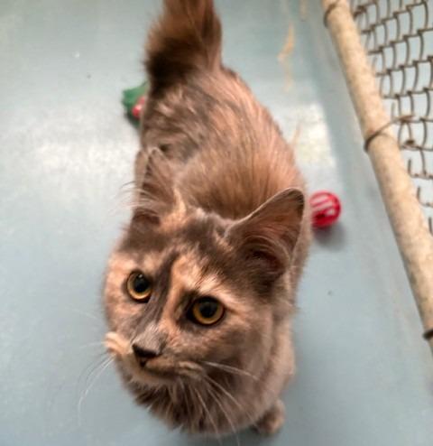 Jill, Adoptable, Young Female Domestic Medium Hair.
