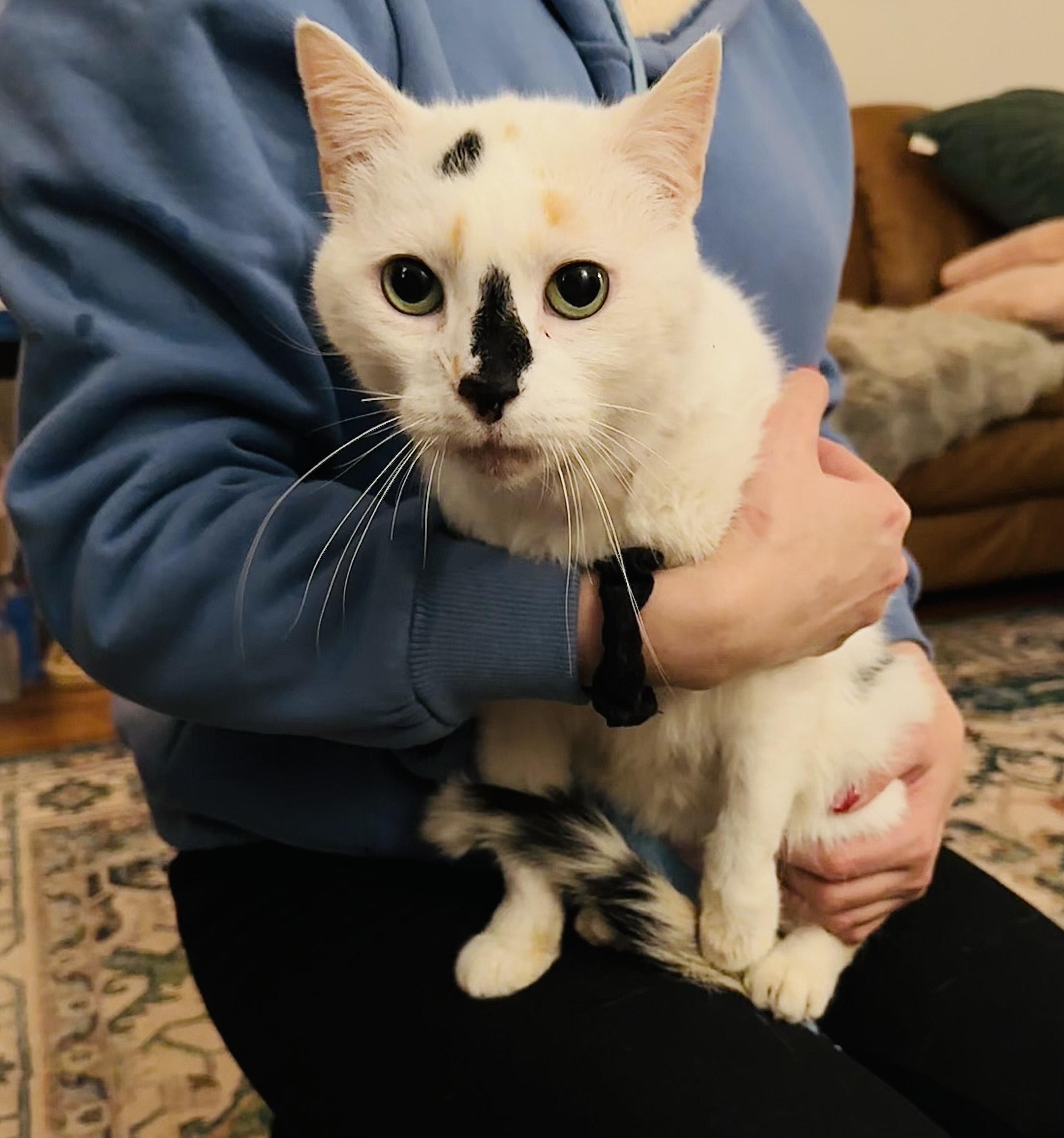 Freya, a Adoptable Domestic Short Hair in Philadelphia, PA image 1/6