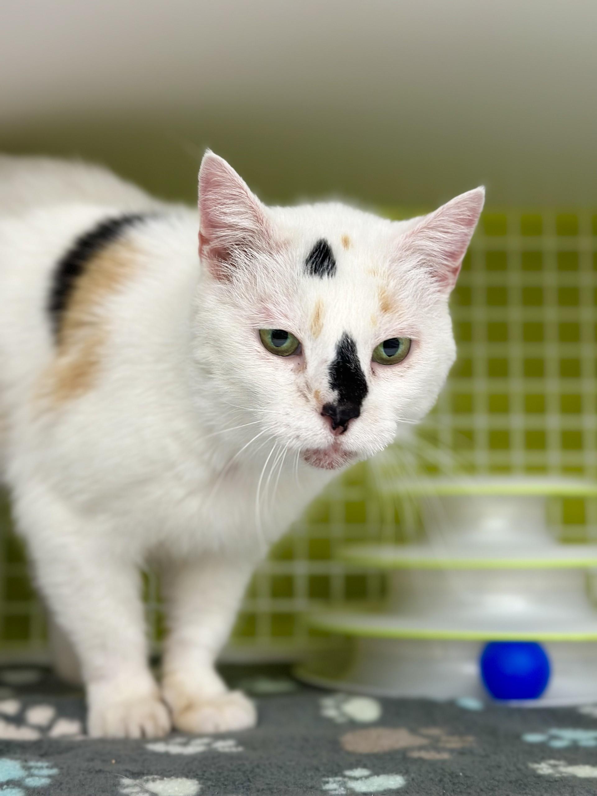 Freya, a Adoptable Domestic Short Hair in Philadelphia, PA image 2/6