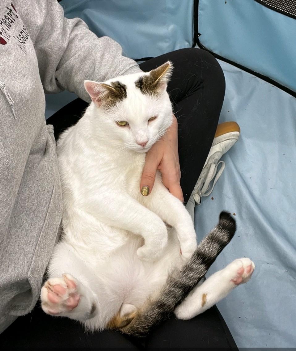 Freya, a Adoptable Domestic Short Hair in Philadelphia, PA image 3/6