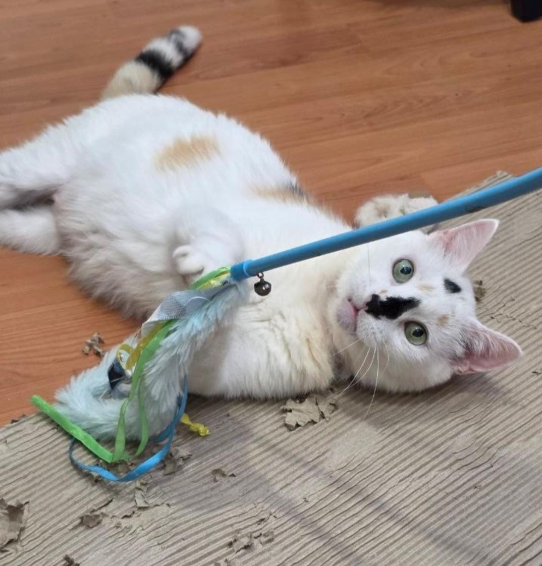 Freya, a Adoptable Domestic Short Hair in Philadelphia, PA image 4/6