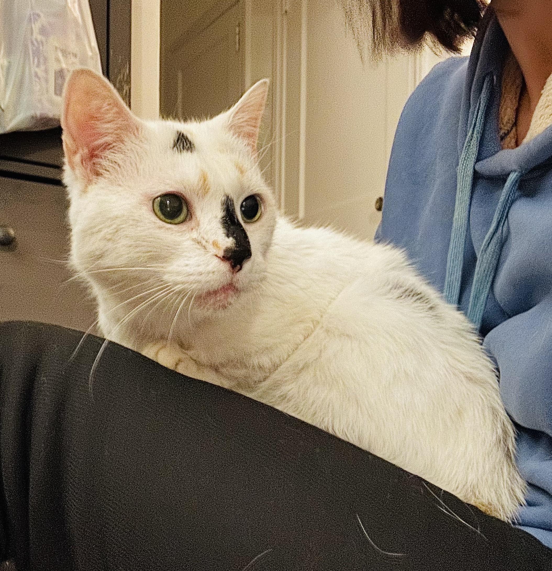 Freya, a Adoptable Domestic Short Hair in Philadelphia, PA image 5/6