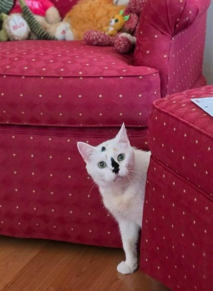 Freya, a Adoptable Domestic Short Hair in Philadelphia, PA image 6/6