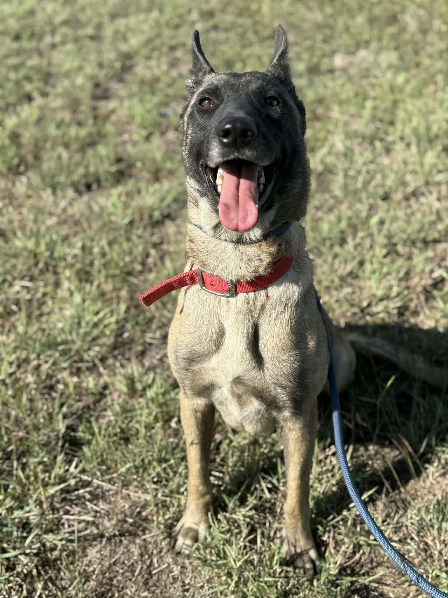 Enlarge Gracie , a Adoptable Belgian Shepherd / Malinois in tannersville, PA image 3/5