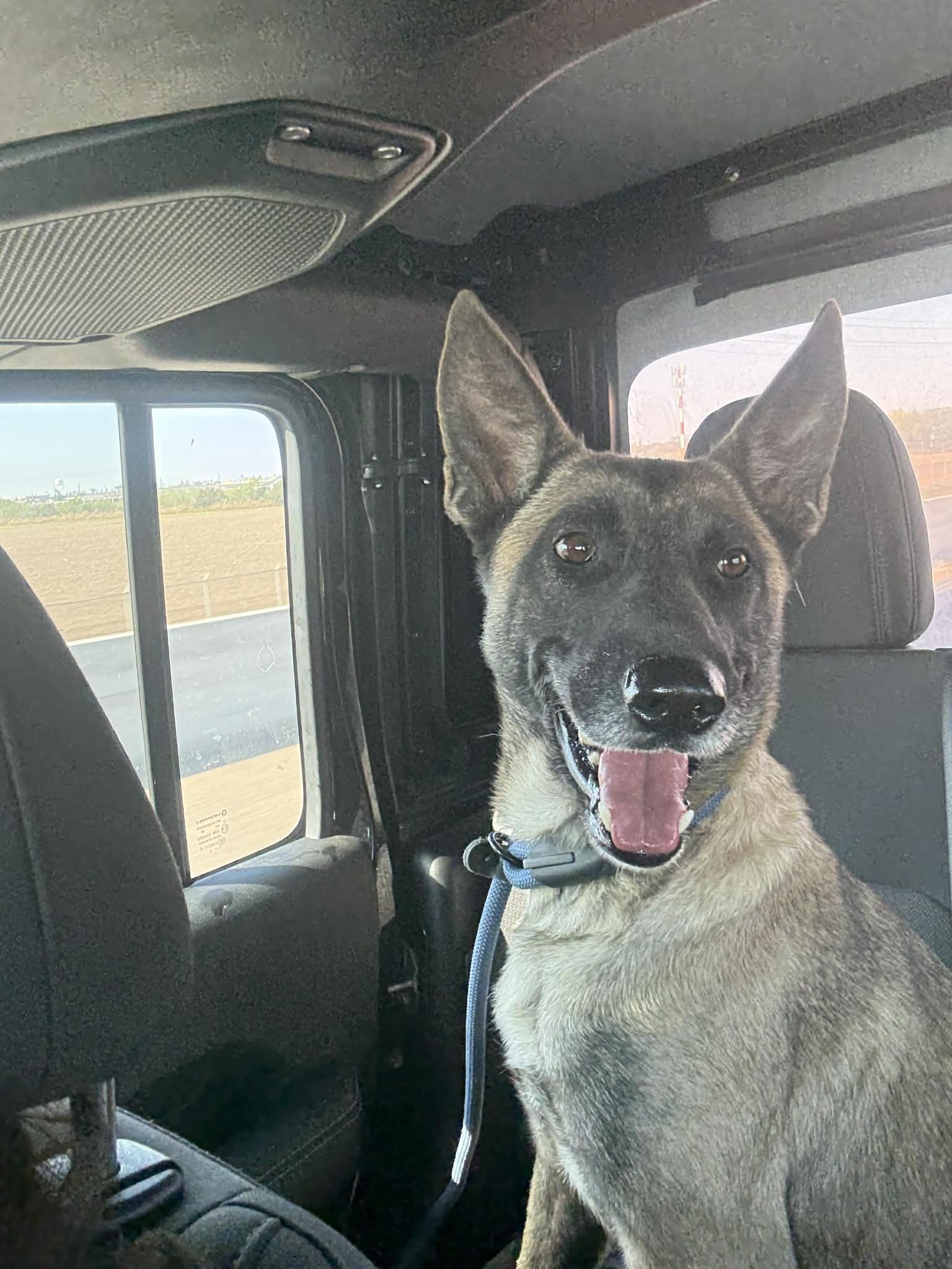 Enlarge Gracie , a Adoptable Belgian Shepherd / Malinois in tannersville, PA image 2/5