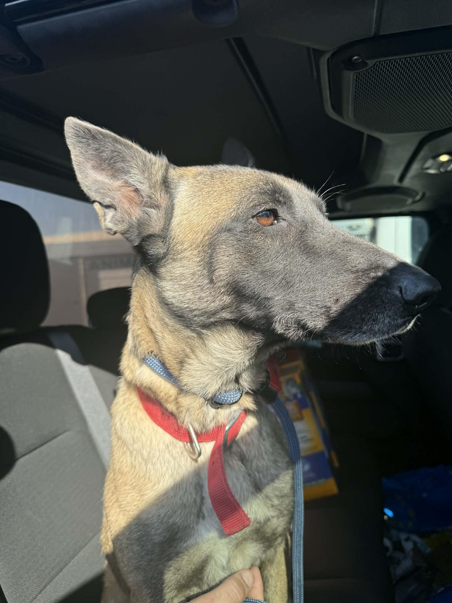 Enlarge Gracie , a Adoptable Belgian Shepherd / Malinois in tannersville, PA image 4/5