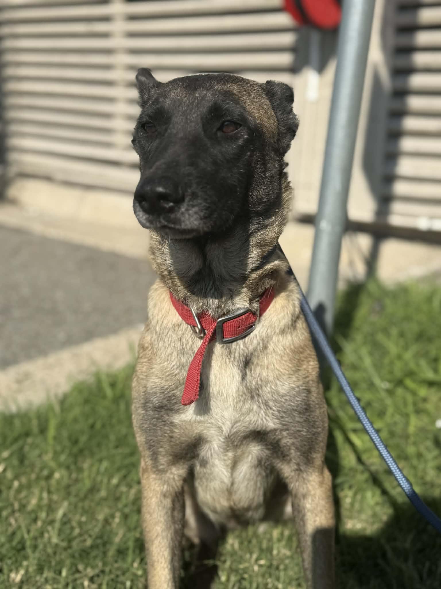 Enlarge Gracie , a Adoptable Belgian Shepherd / Malinois in tannersville, PA image 1/5