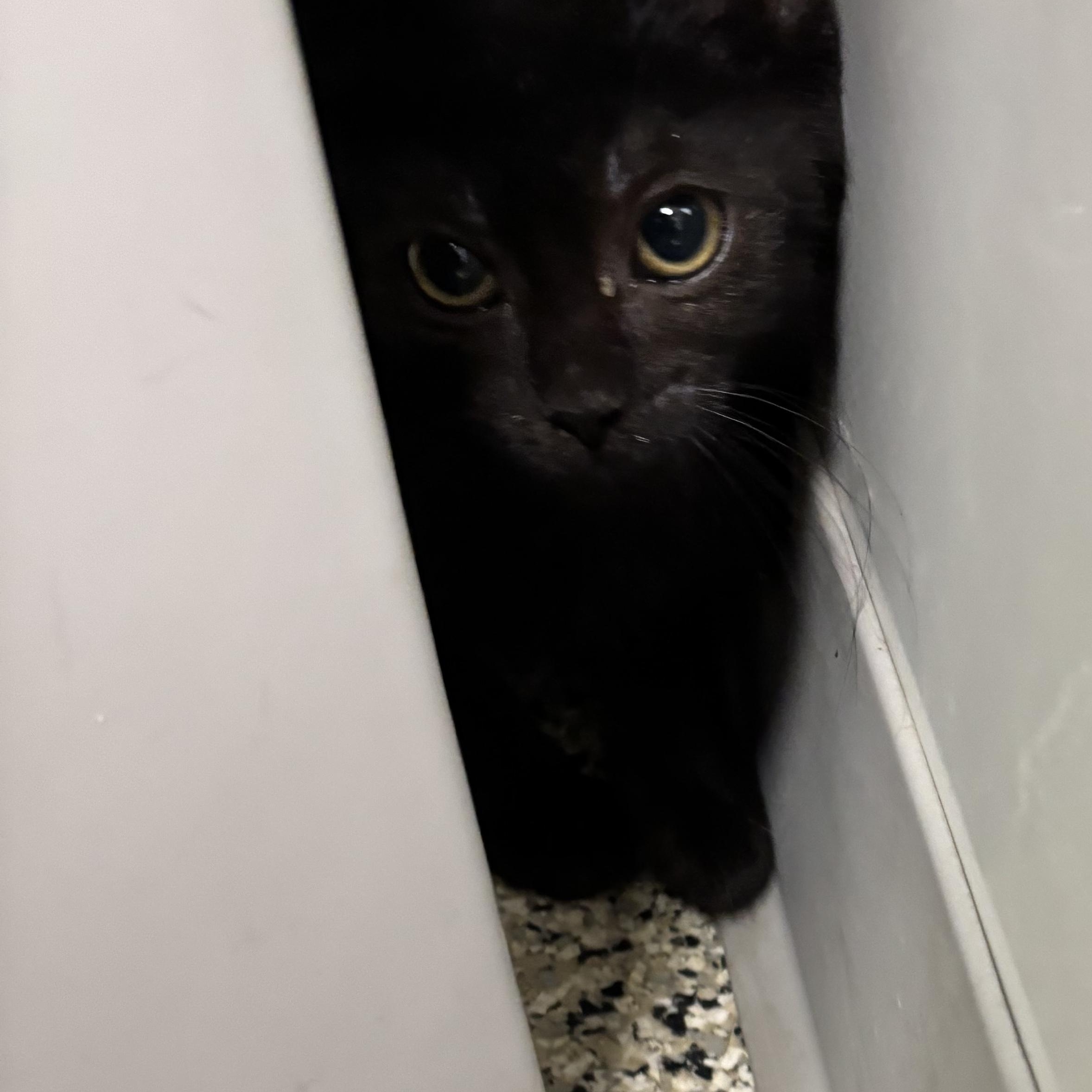 Enlarge Journey, a Adoptable Domestic Short Hair in Liberty, MO image 2/2