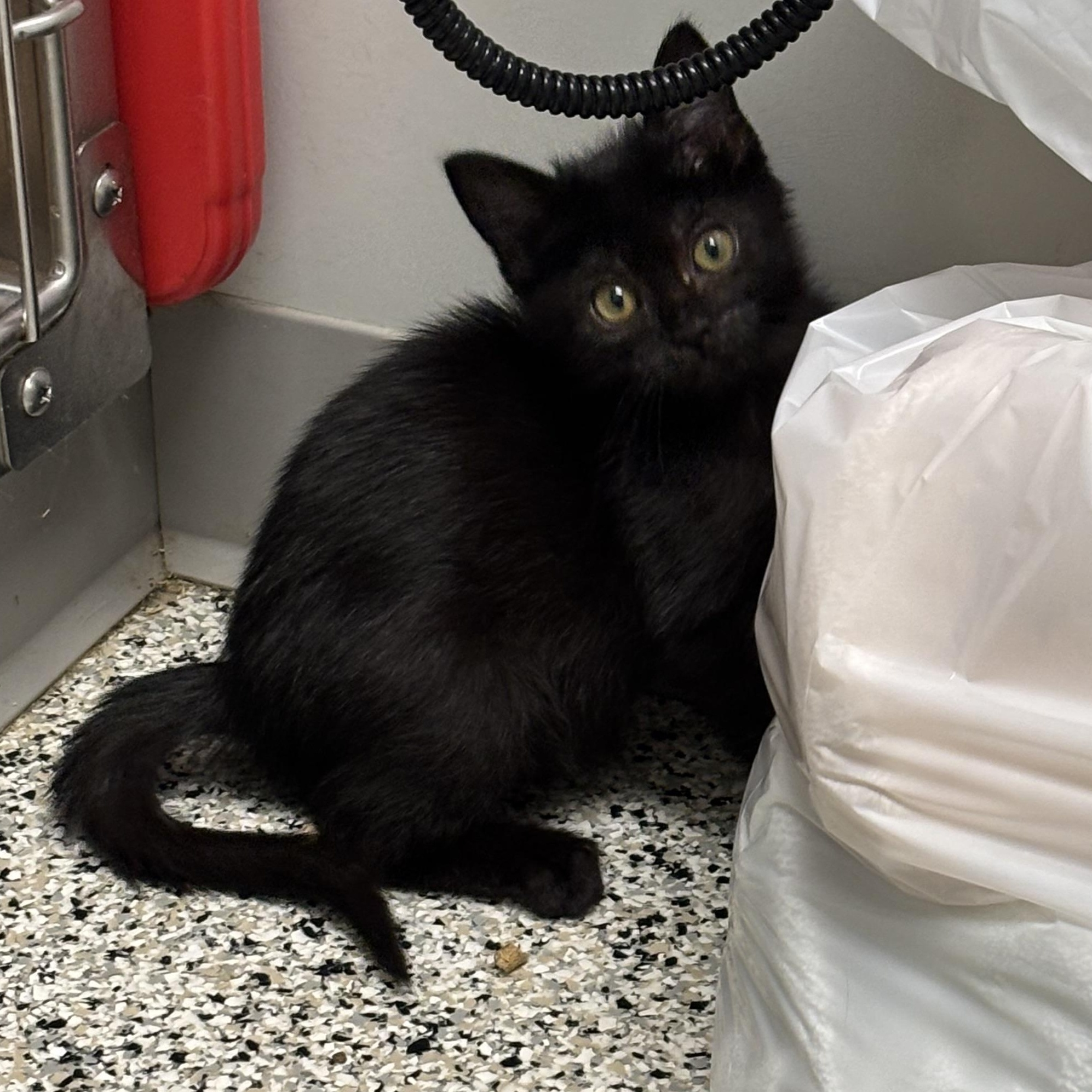 Journey, Adoptable, Kitten Female Domestic Short Hair.