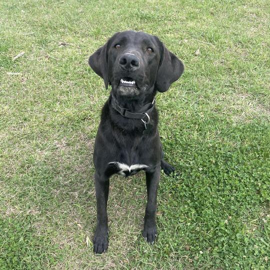 Enlarge Goofus, a Adoptable mixed breed in Carencro, LA image 1/6