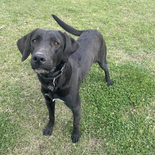 Enlarge Goofus, a Adoptable mixed breed in Carencro, LA image 2/6